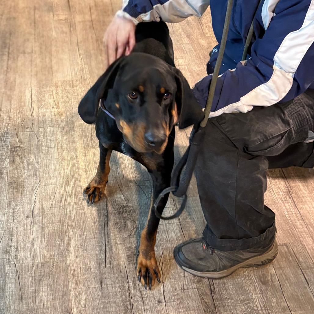 Bell, Adoptable, Adult Female Coonhound.