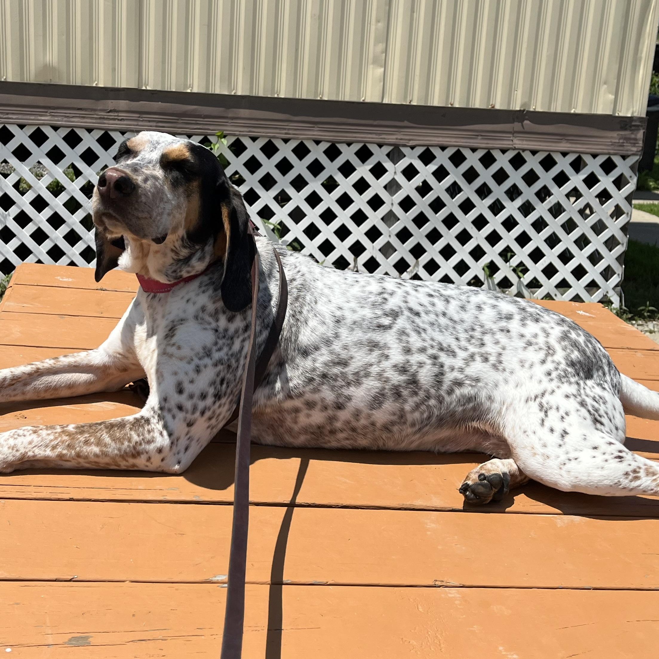 Remy, adoptable, Adult Female Bluetick Coonhound.