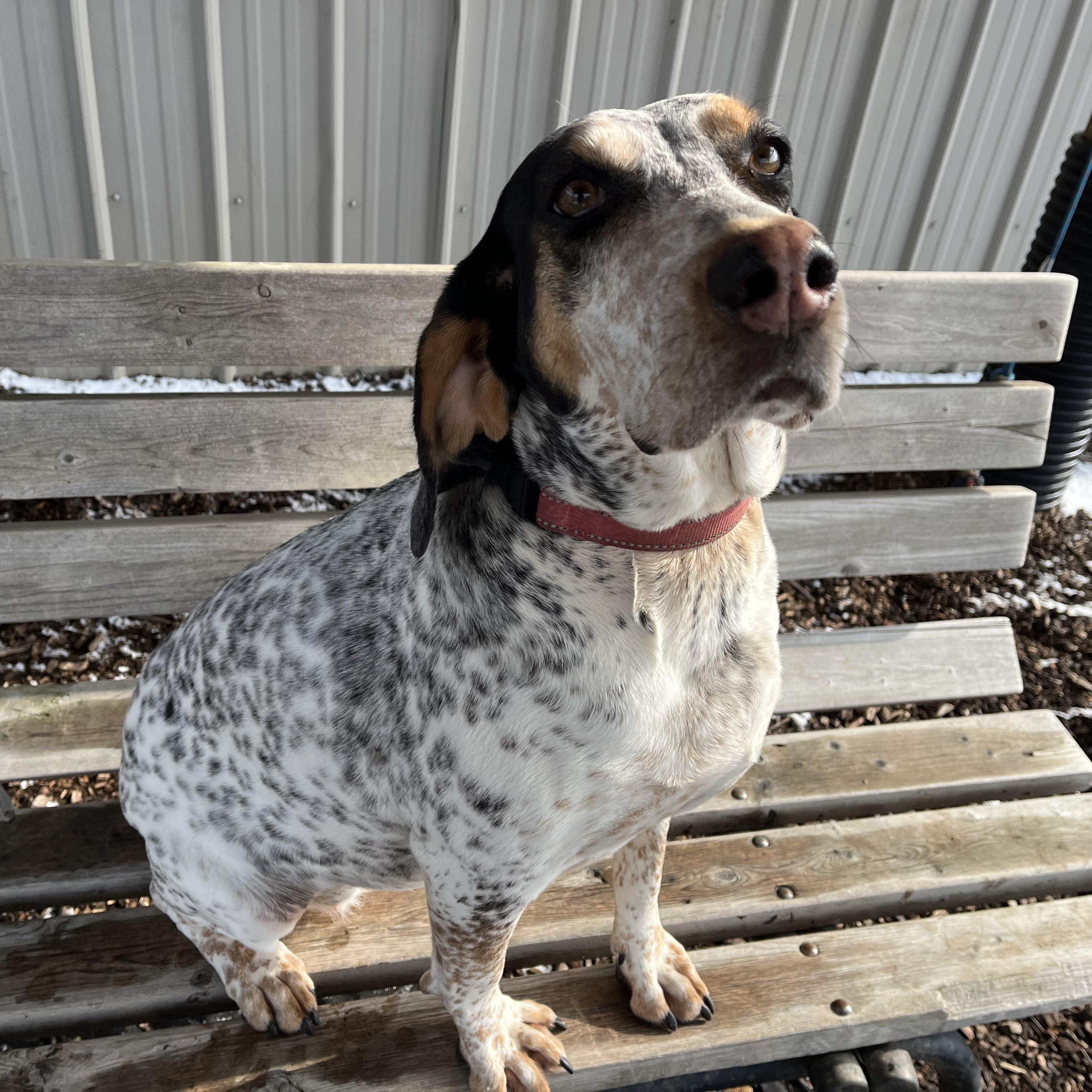 Enlarge Remy, an adoptable mixed breed in Washington, PA image 1/6
