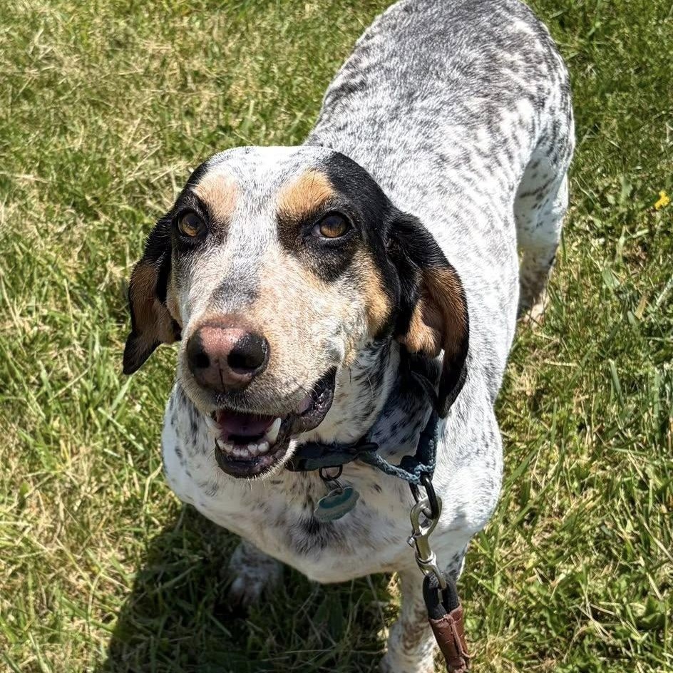 Remy, an adoptable mixed breed in Washington, PA image 1/6