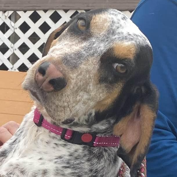 Remy, a Adoptable mixed breed in Washington, PA image 5/6