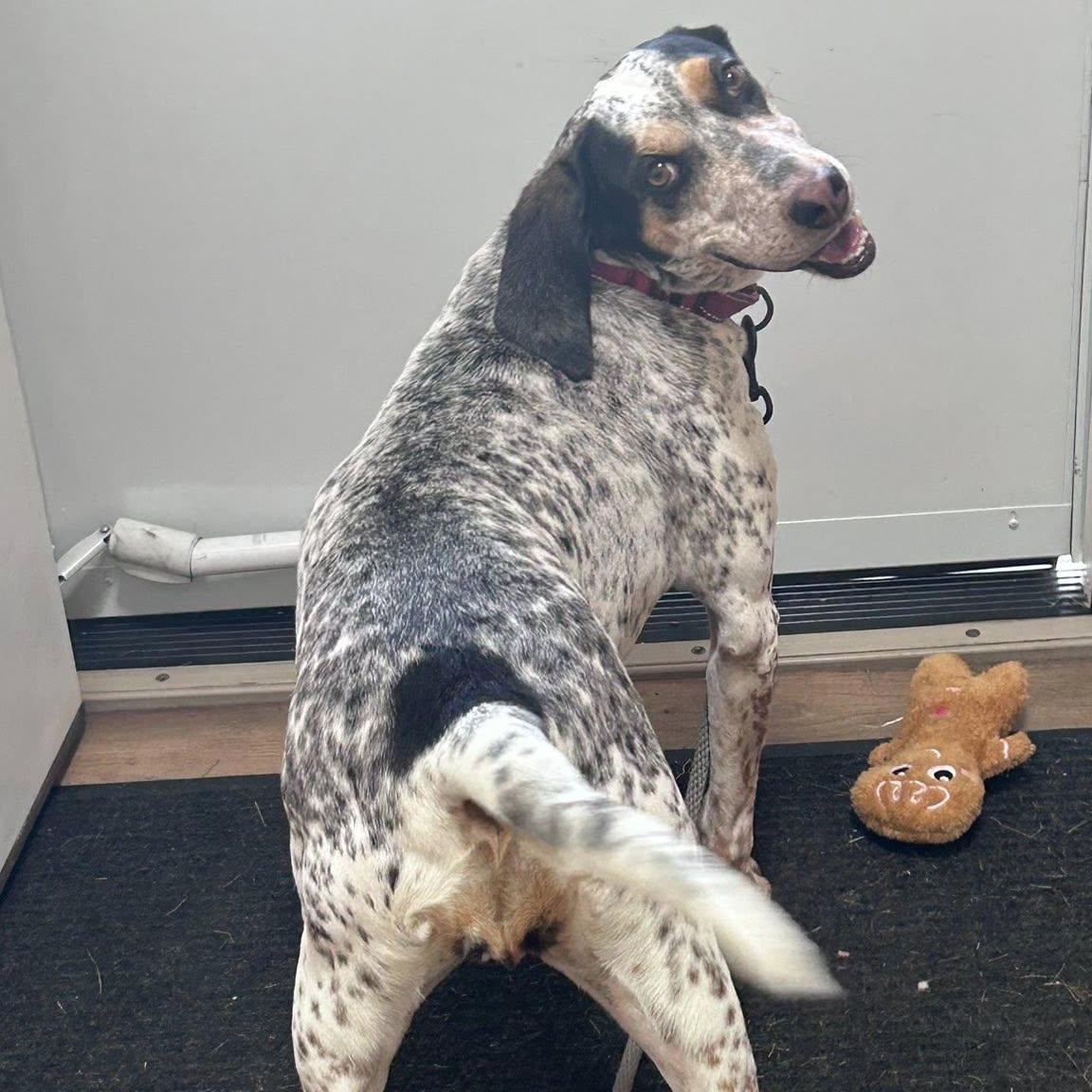 Remy, adoptable, Adult Female Bluetick Coonhound.