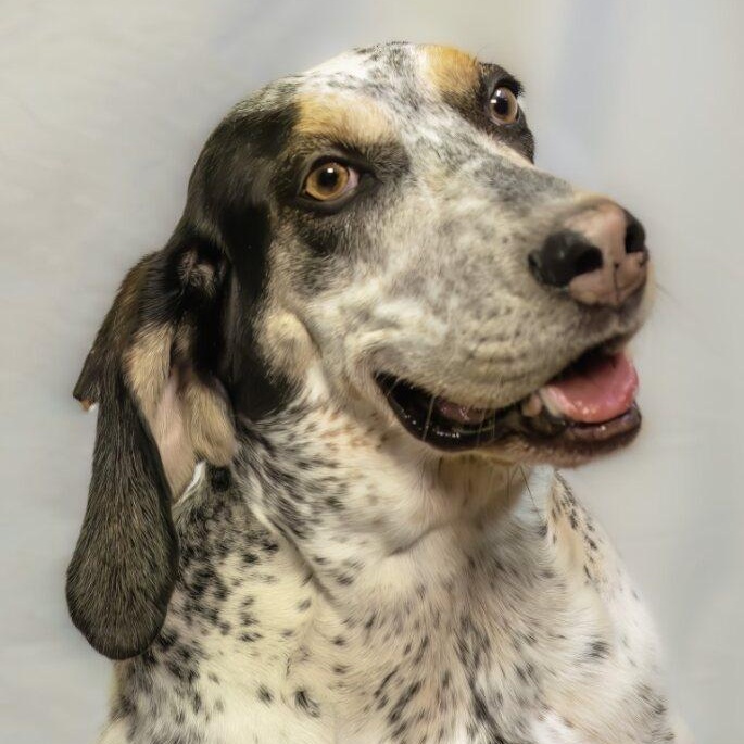 Enlarge Remy, an adoptable mixed breed in Washington, PA image 1/6