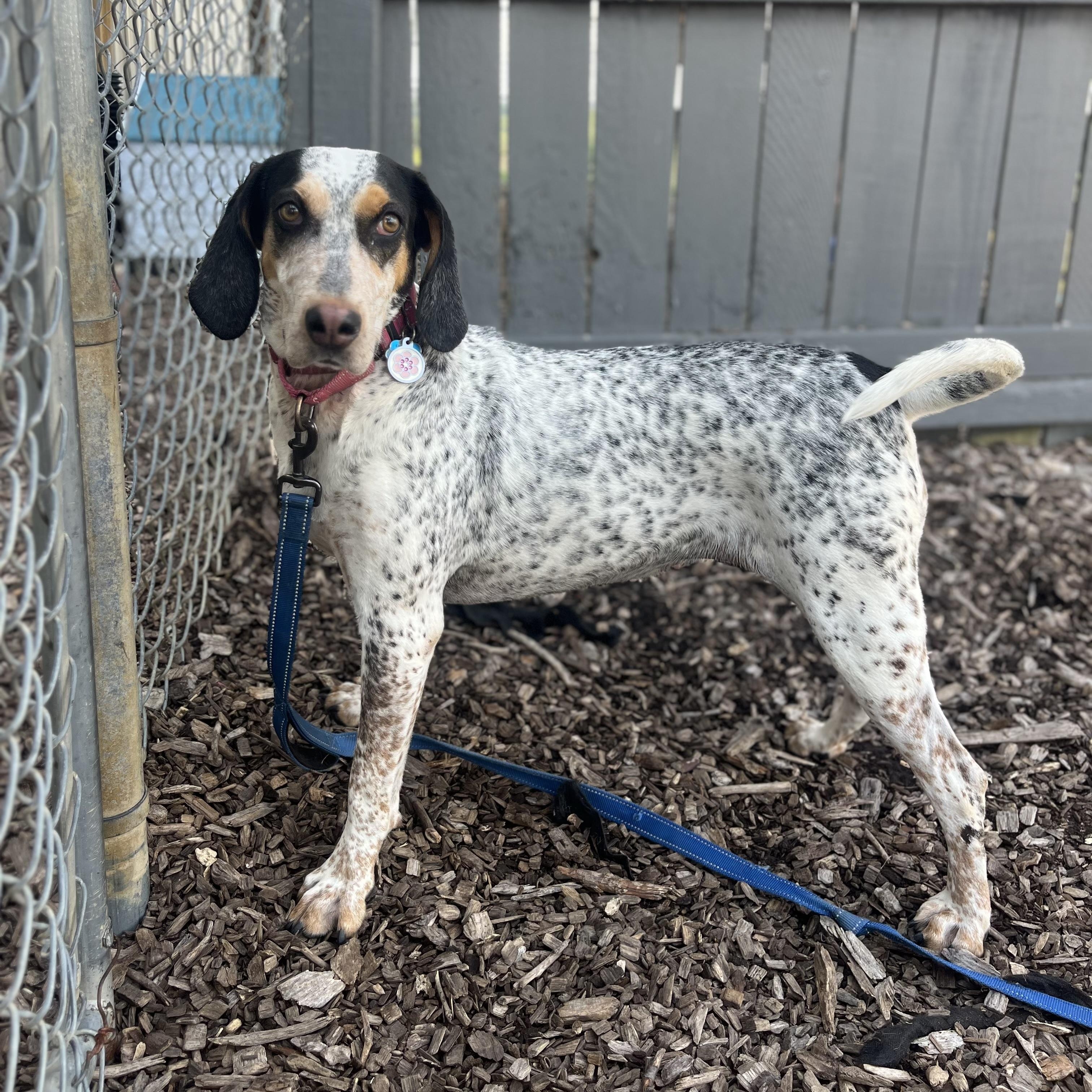 Remy, a Adoptable mixed breed in Washington, PA image 3/6