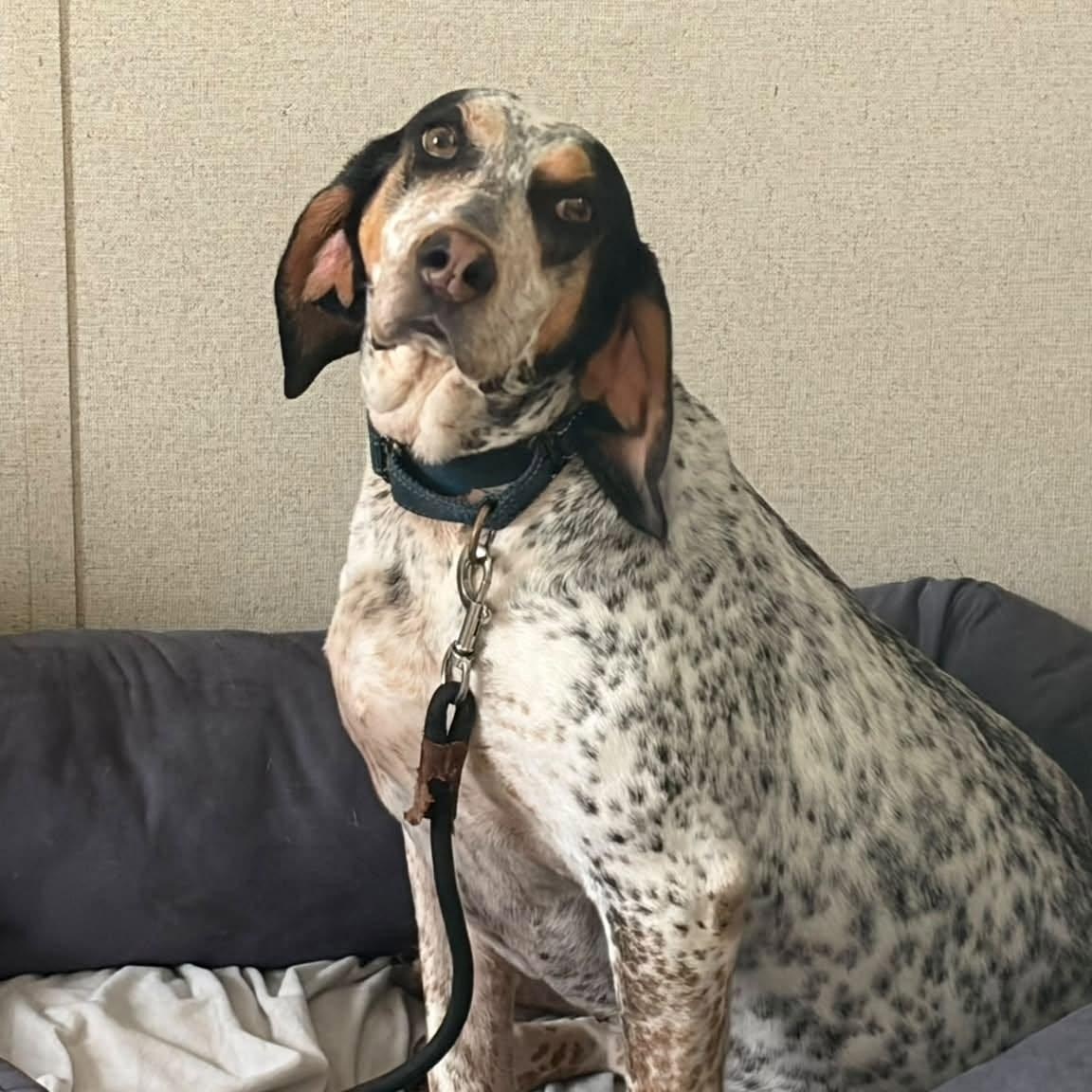 Remy, adoptable, Adult Female Bluetick Coonhound.