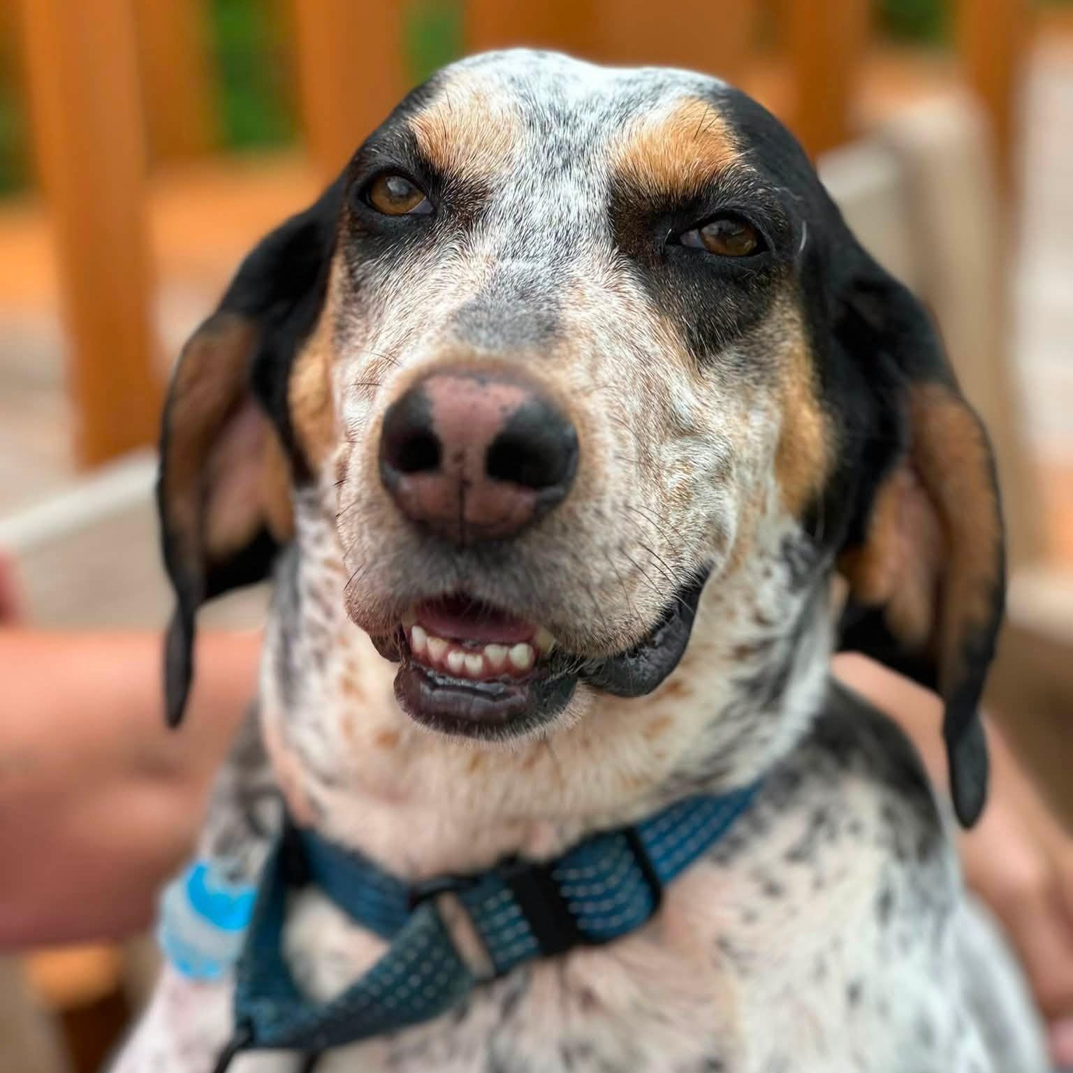 Remy, adoptable, Adult Female Bluetick Coonhound.