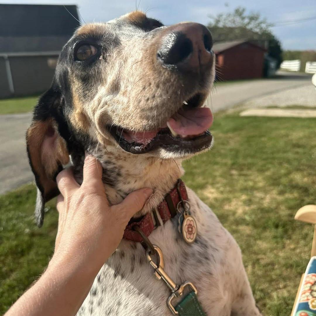 Remy, Adoptable, Adult Female Bluetick Coonhound.