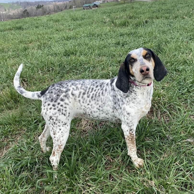 Remy, a Adoptable mixed breed in Washington, PA image 6/6