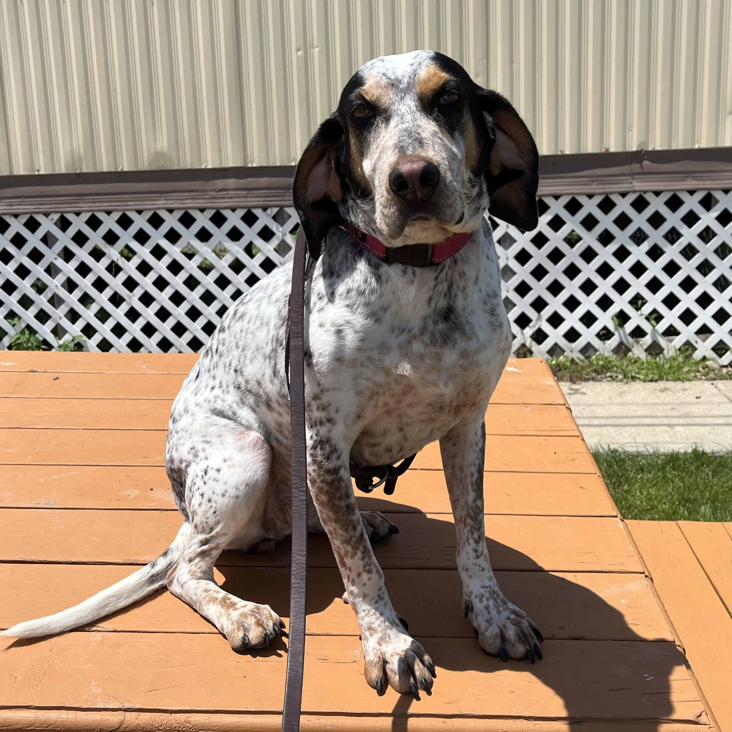 Remy, Adult Female unknown