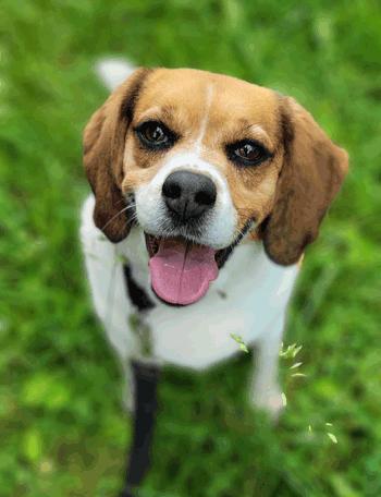 Mandy, a ADOPTABLE Beagle in West Decatur, PA image 1/6