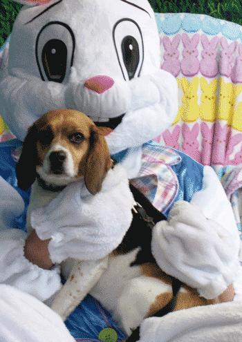 Mandy, a ADOPTABLE Beagle in West Decatur, PA image 2/4