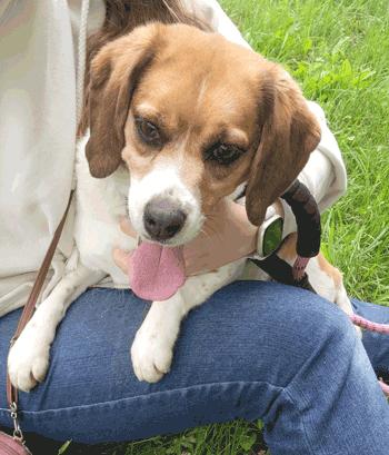 Mandy, a ADOPTABLE Beagle in West Decatur, PA image 2/6