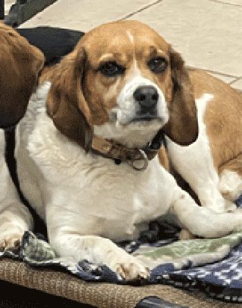 Mandy, a ADOPTABLE Beagle in West Decatur, PA image 1/4