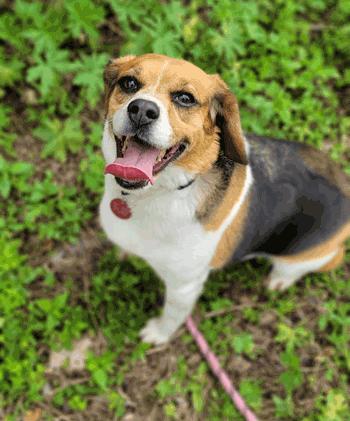 Mandy, a ADOPTABLE Beagle in West Decatur, PA image 4/6