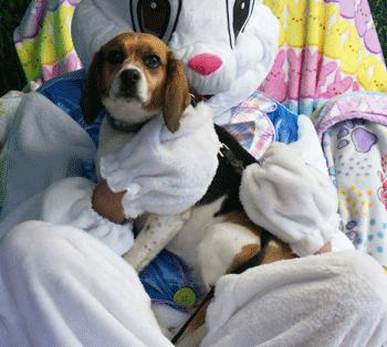Mandy, a ADOPTABLE Beagle in West Decatur, PA image 3/4
