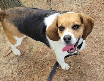 Mandy, a ADOPTABLE Beagle in West Decatur, PA image 3/6