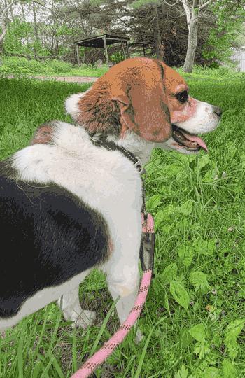 Mandy, a ADOPTABLE Beagle in West Decatur, PA image 6/6