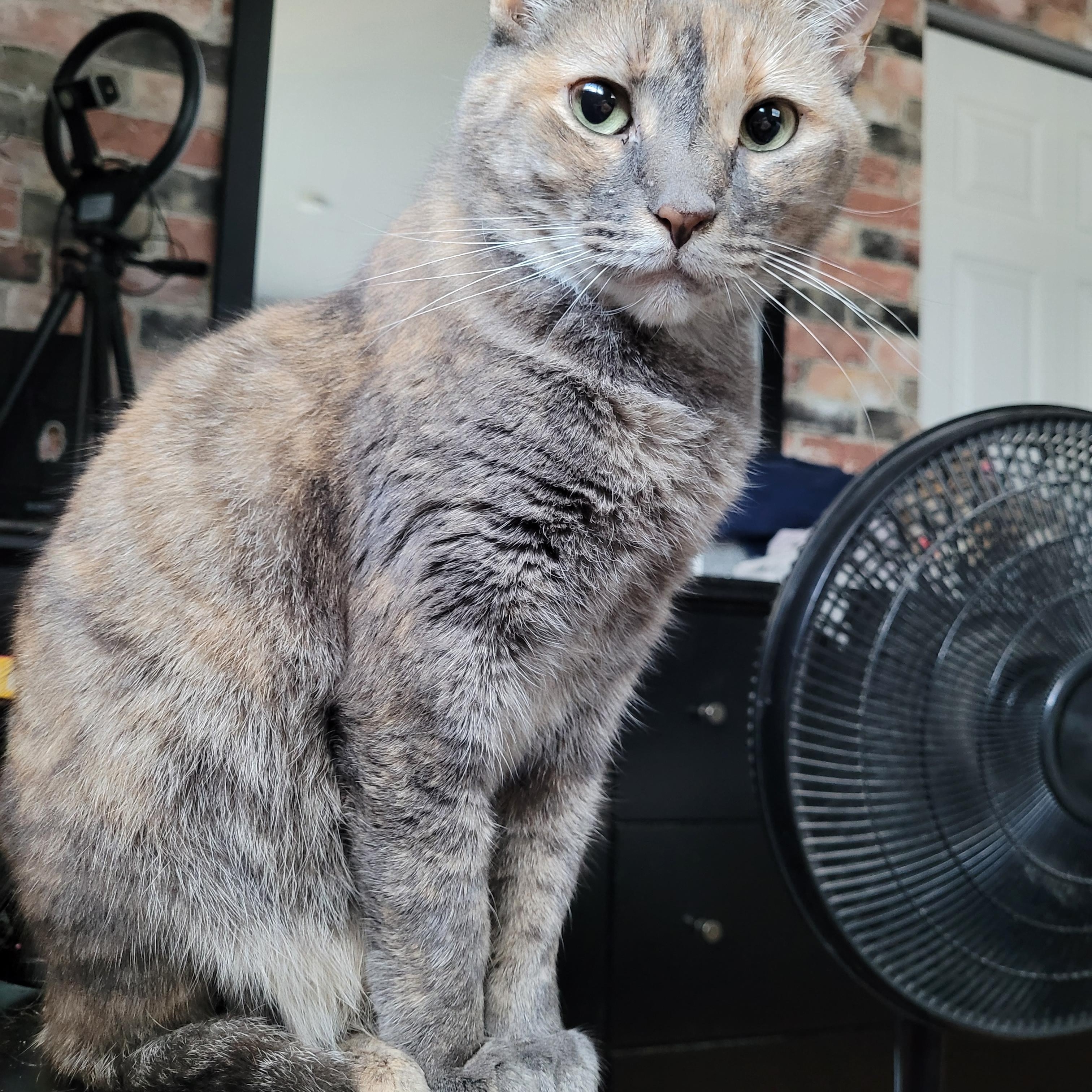 Enlarge Celeste, a Adoptable Calico in Tampa, FL image 1/1