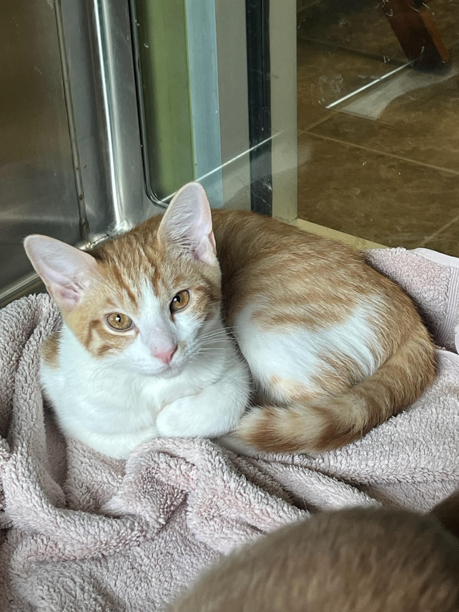 stephin, adoptable, Young Male Domestic Short Hair.