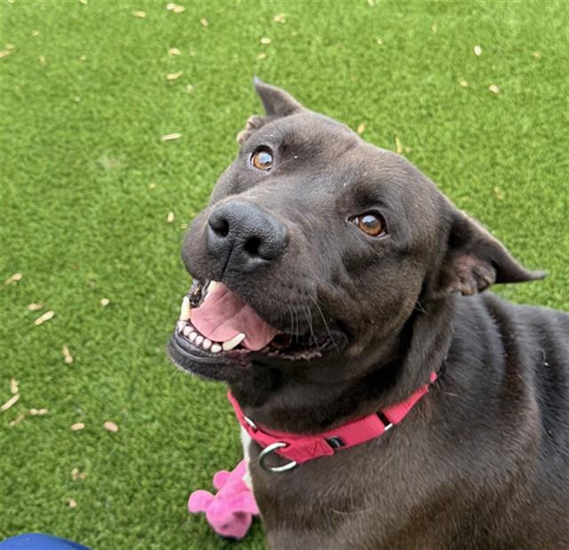 BOWIE, Adoptable, Adult Male Labrador Retriever & Mixed Breed.