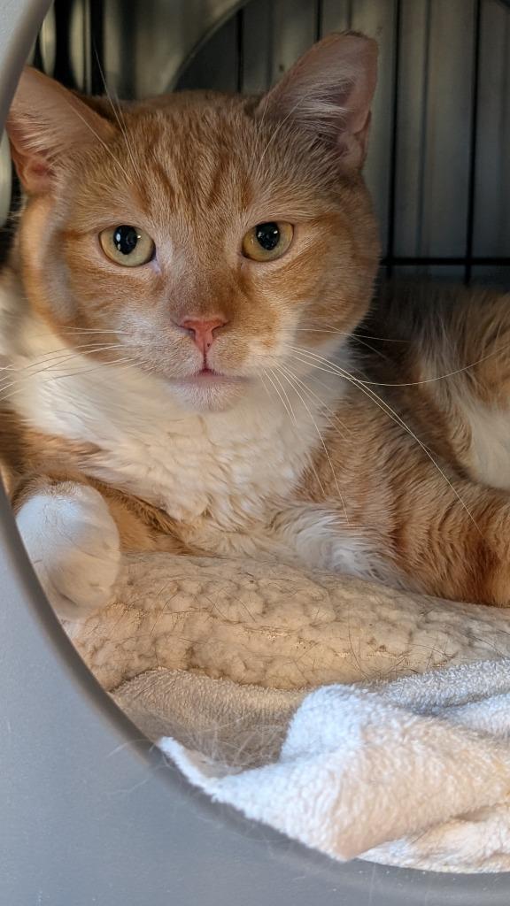 205-Travis bonded with Taylor, Adoptable, Adult Male Domestic Short Hair.