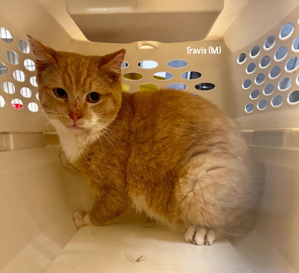 205-Travis bonded with Taylor, Adoptable, Adult Male Domestic Short Hair.