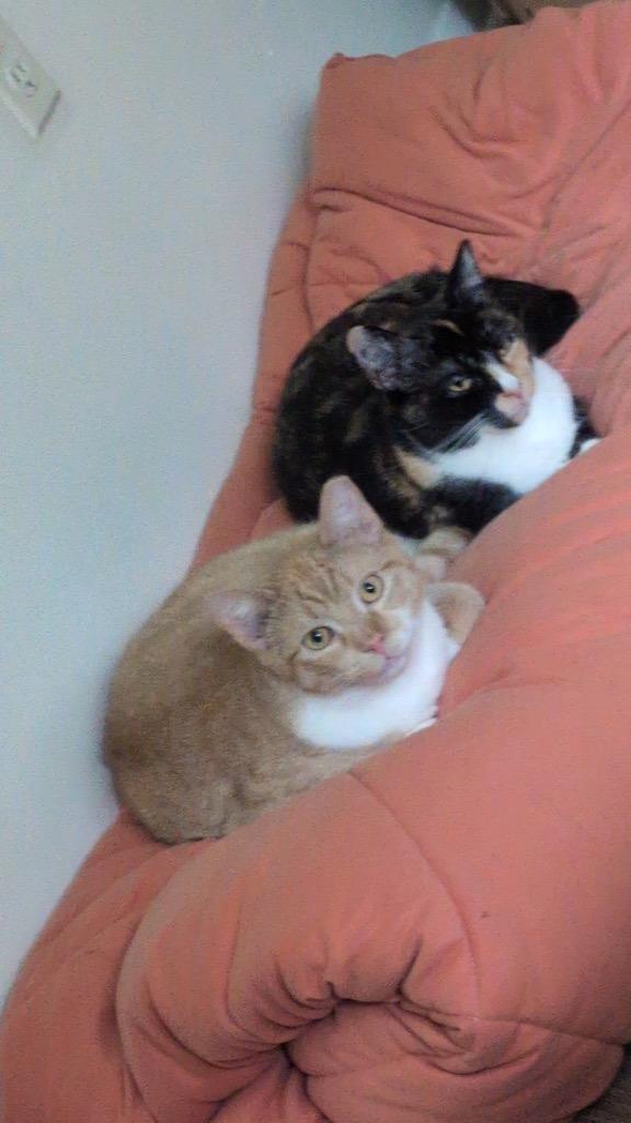 205-Travis bonded with Taylor, Adoptable, Adult Male Domestic Short Hair.