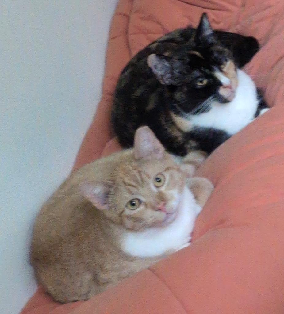 Enlarge 205-Travis bonded with Taylor, a Adoptable mixed breed in Windsor, CT image 3/3