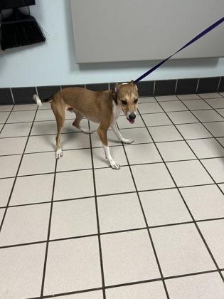Enlarge Tito, a Adoptable mixed breed in Largo, FL image 1/2