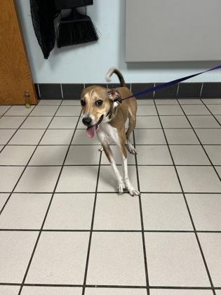 Enlarge Tito, a Adoptable mixed breed in Largo, FL image 2/2