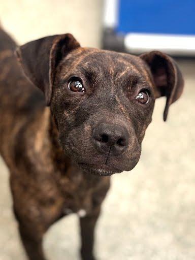 Buttercup, Adoptable, Young Female Terrier & Mixed Breed.