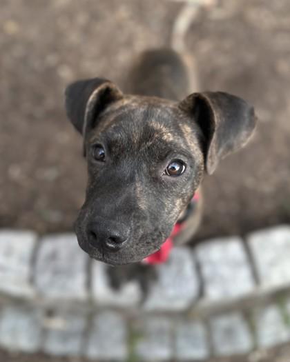 Enlarge Buttercup, a Adoptable mixed breed in Washington, DC image 2/3