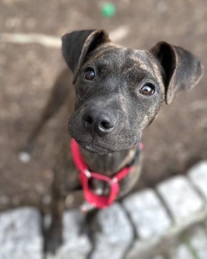 Enlarge Buttercup, a Adoptable mixed breed in Washington, DC image 3/3