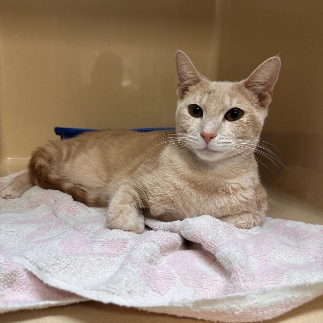 Gabriel, Adoptable, Adult Male Domestic Short Hair.