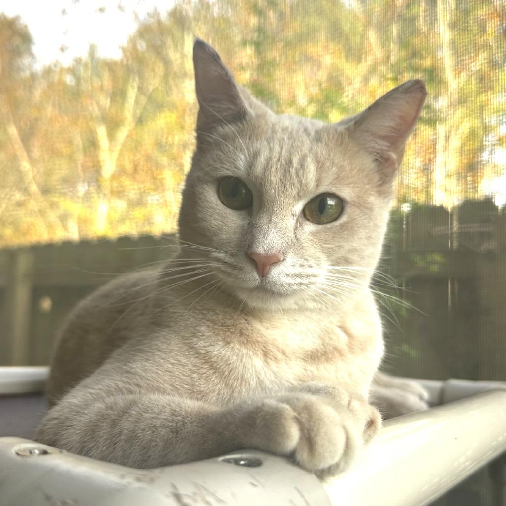 Enlarge Gabriel, a Adoptable Domestic Short Hair in Blue Ridge, GA image 2/4