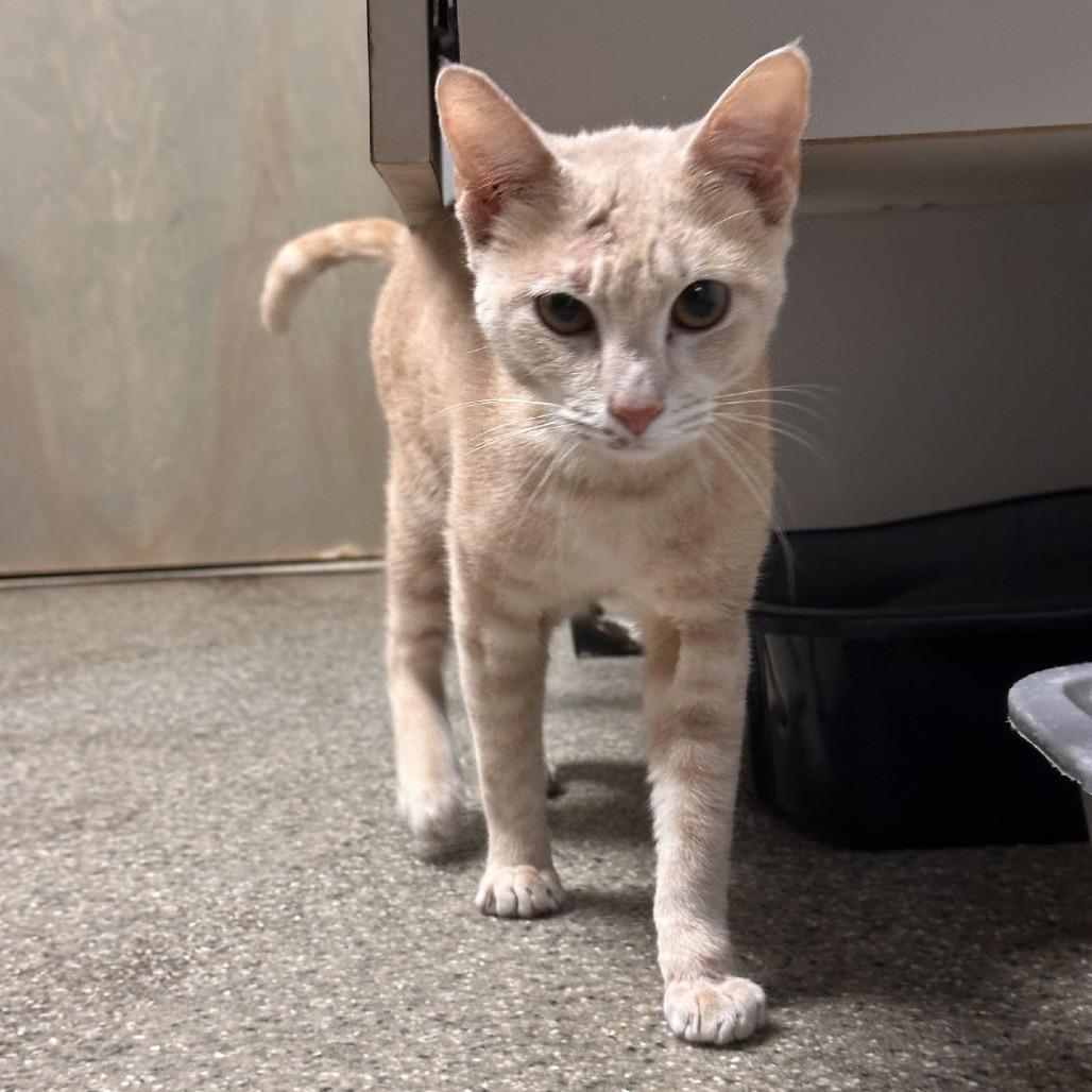 Enlarge Gabriel, a Adoptable Domestic Short Hair in Blue Ridge, GA image 2/3