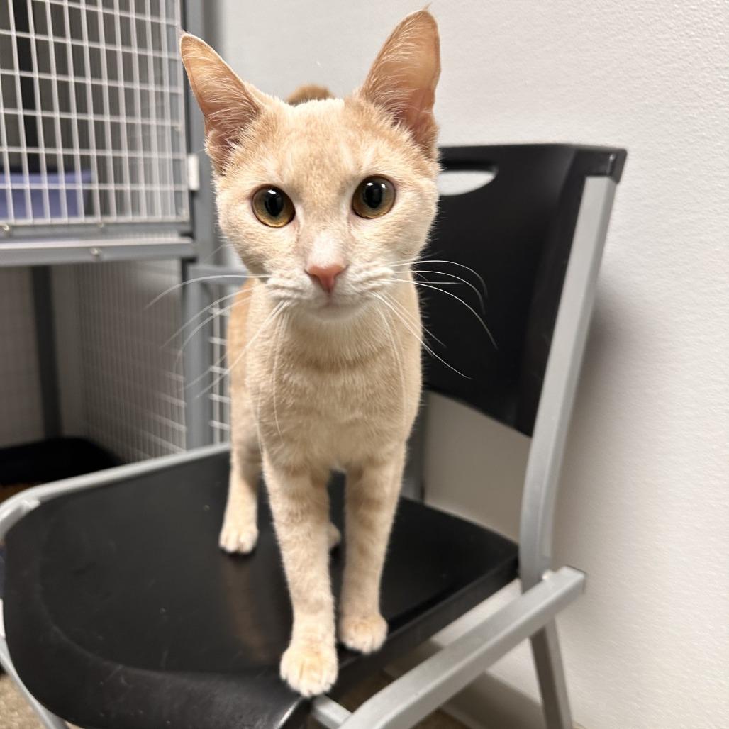 Enlarge Gabriel, a Adoptable Domestic Short Hair in Blue Ridge, GA image 3/3