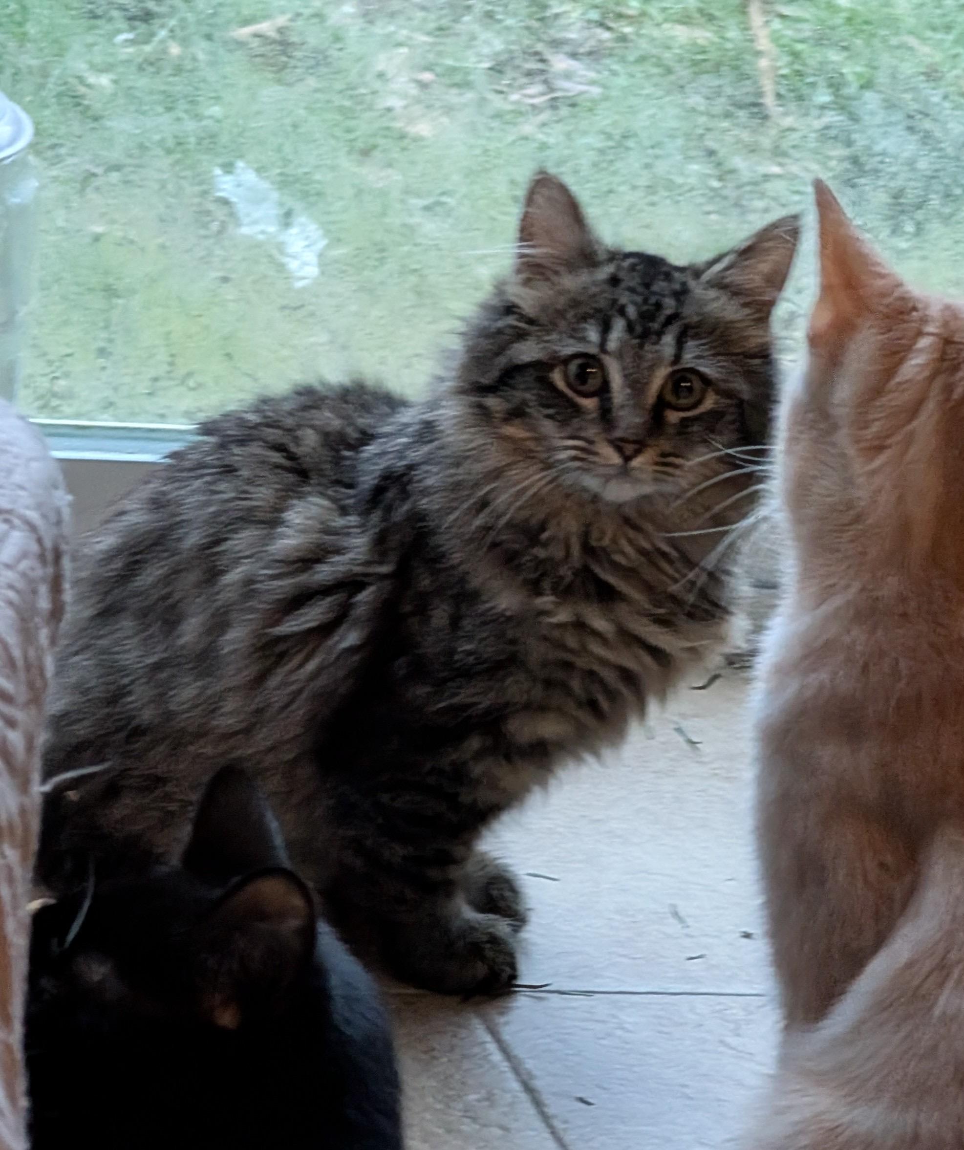 Enlarge MARLEY, a ADOPTABLE mixed breed in Churchville, PA image 4/5