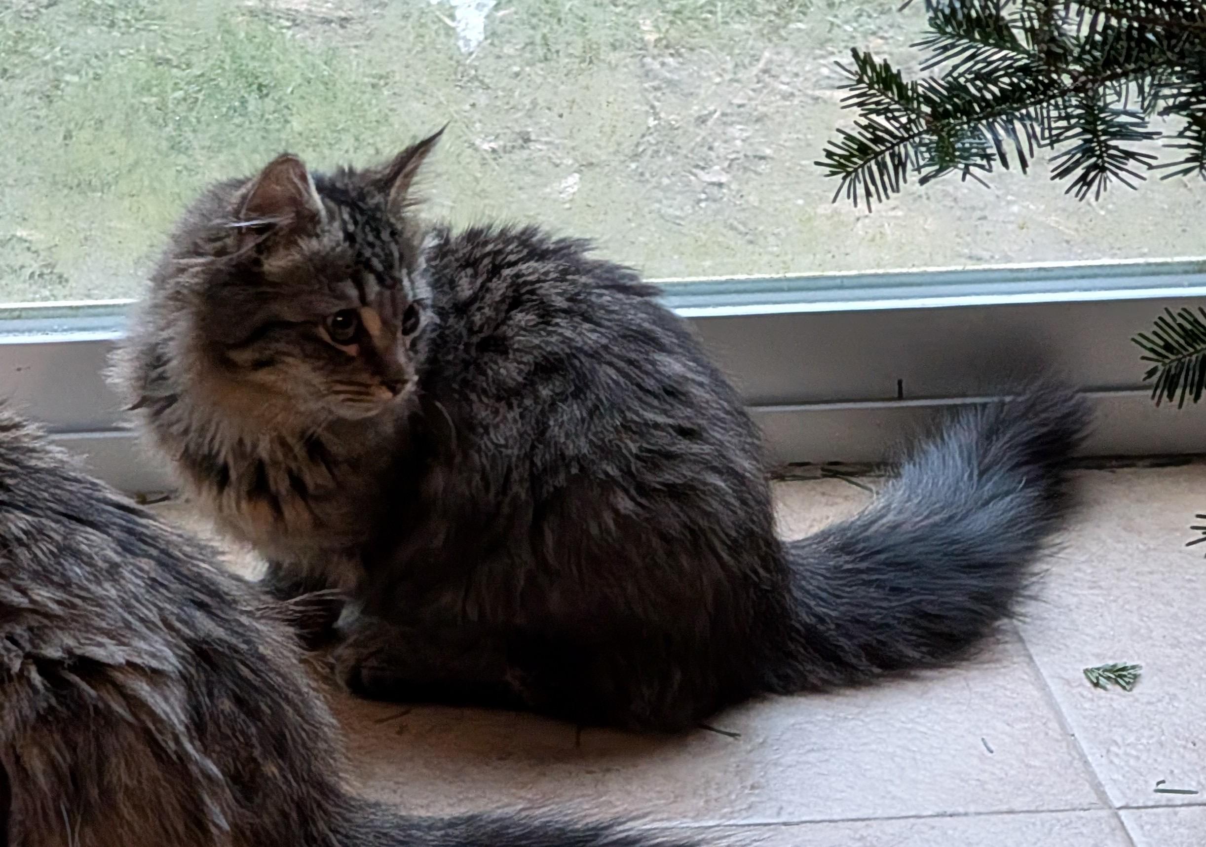 Enlarge MARLEY, a ADOPTABLE mixed breed in Churchville, PA image 2/5