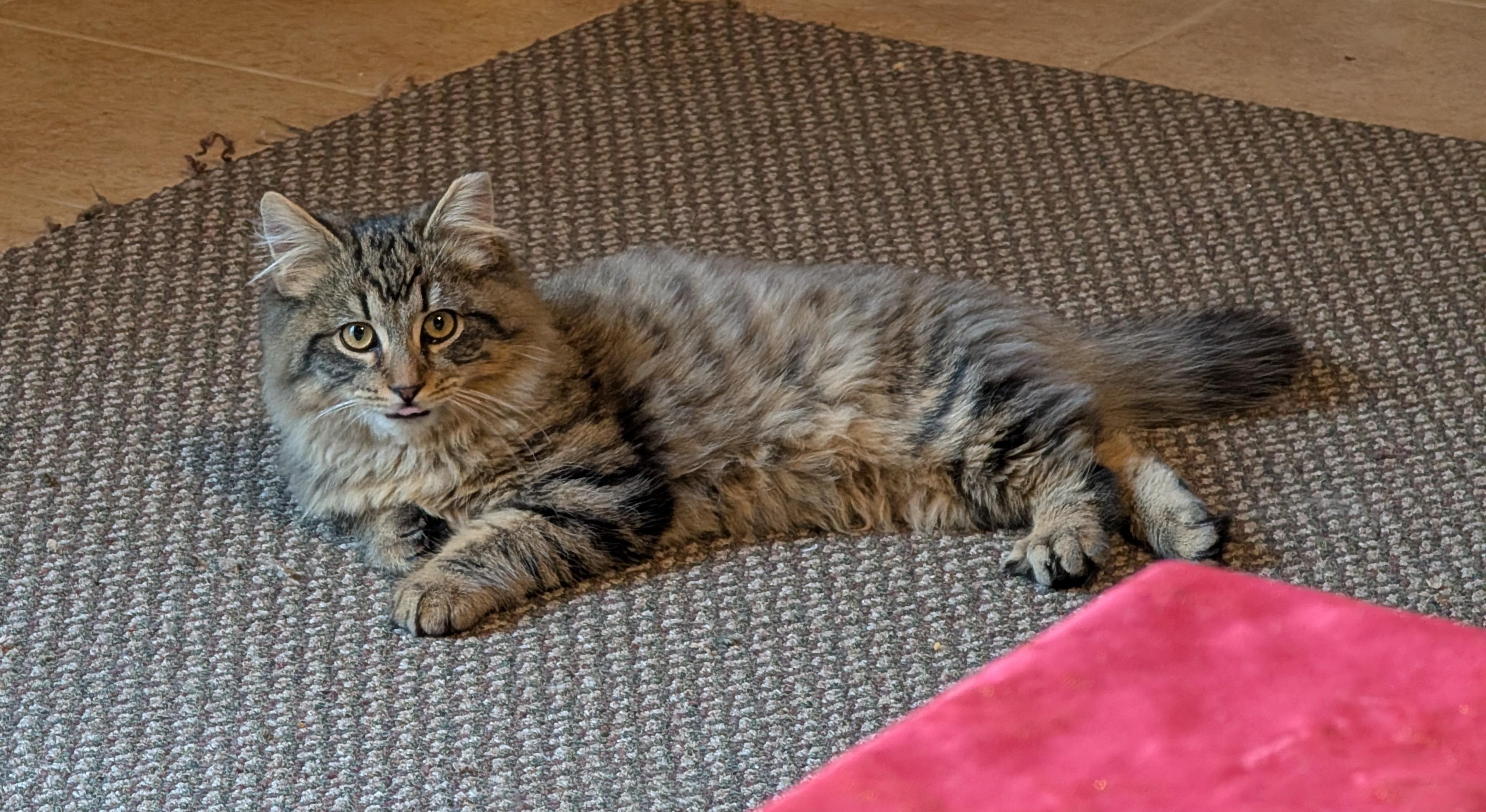MARLEY, ADOPTABLE, Kitten Male Maine Coon & Domestic Long Hair.