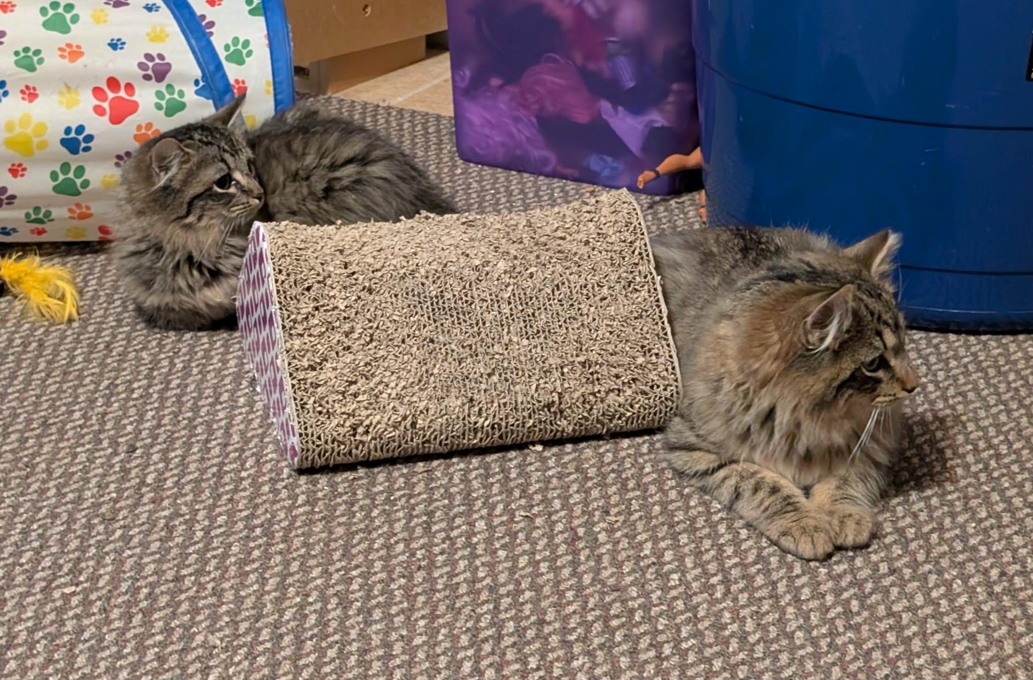 Enlarge MARLEY, a ADOPTABLE mixed breed in Churchville, PA image 3/5