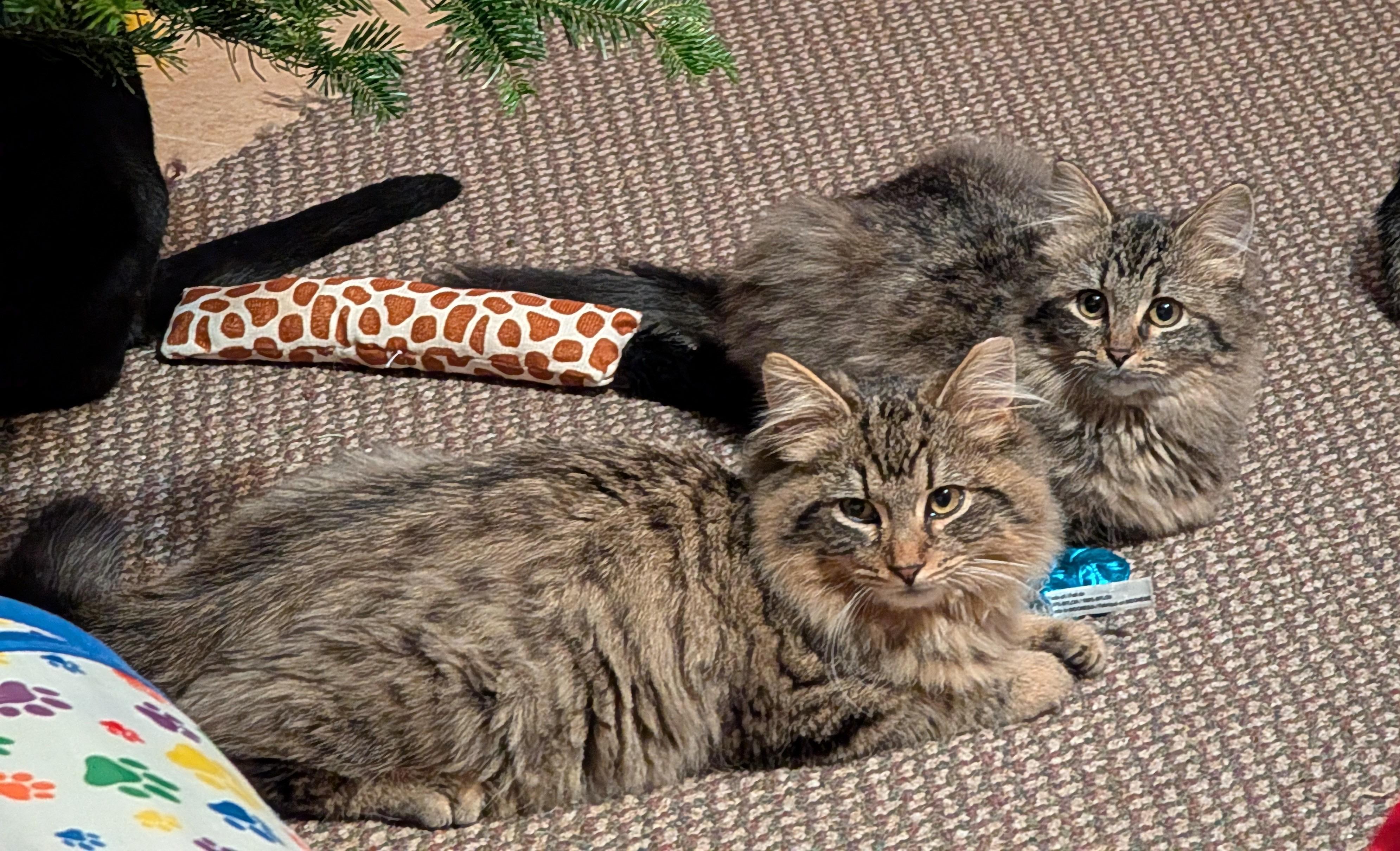 Enlarge MARLEY, a ADOPTABLE mixed breed in Churchville, PA image 5/5