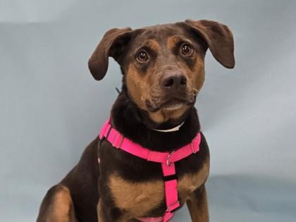 Enlarge Layla, a Adoptable mixed breed in Coon Rapids, MN image 1/1