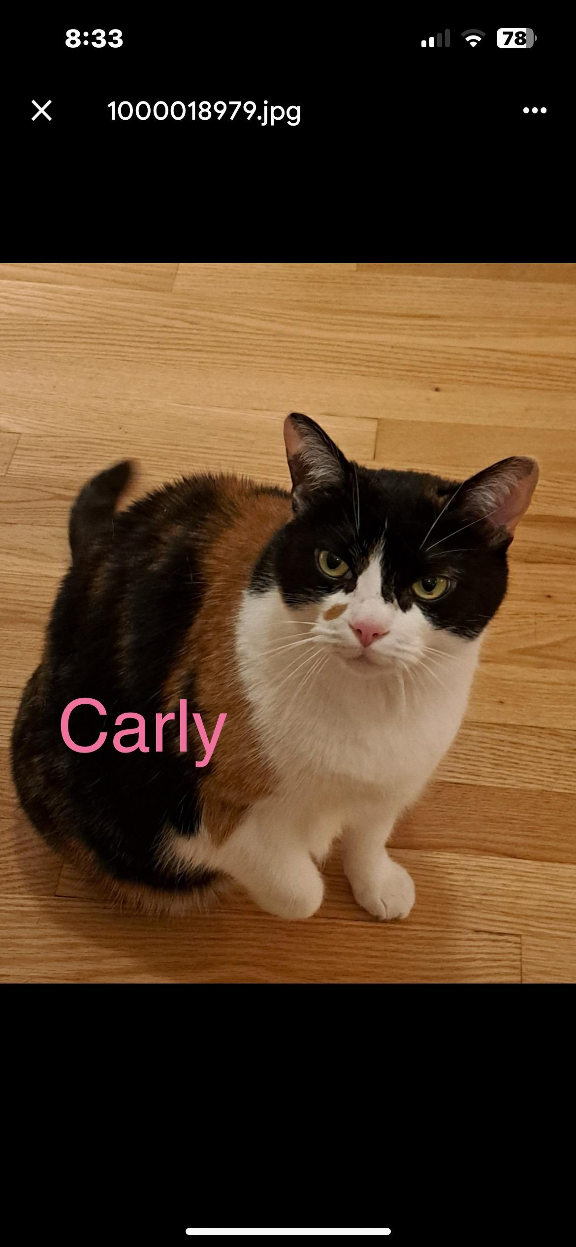 Enlarge Carly, a Adoptable Domestic Short Hair in Yardley, PA image 1/4
