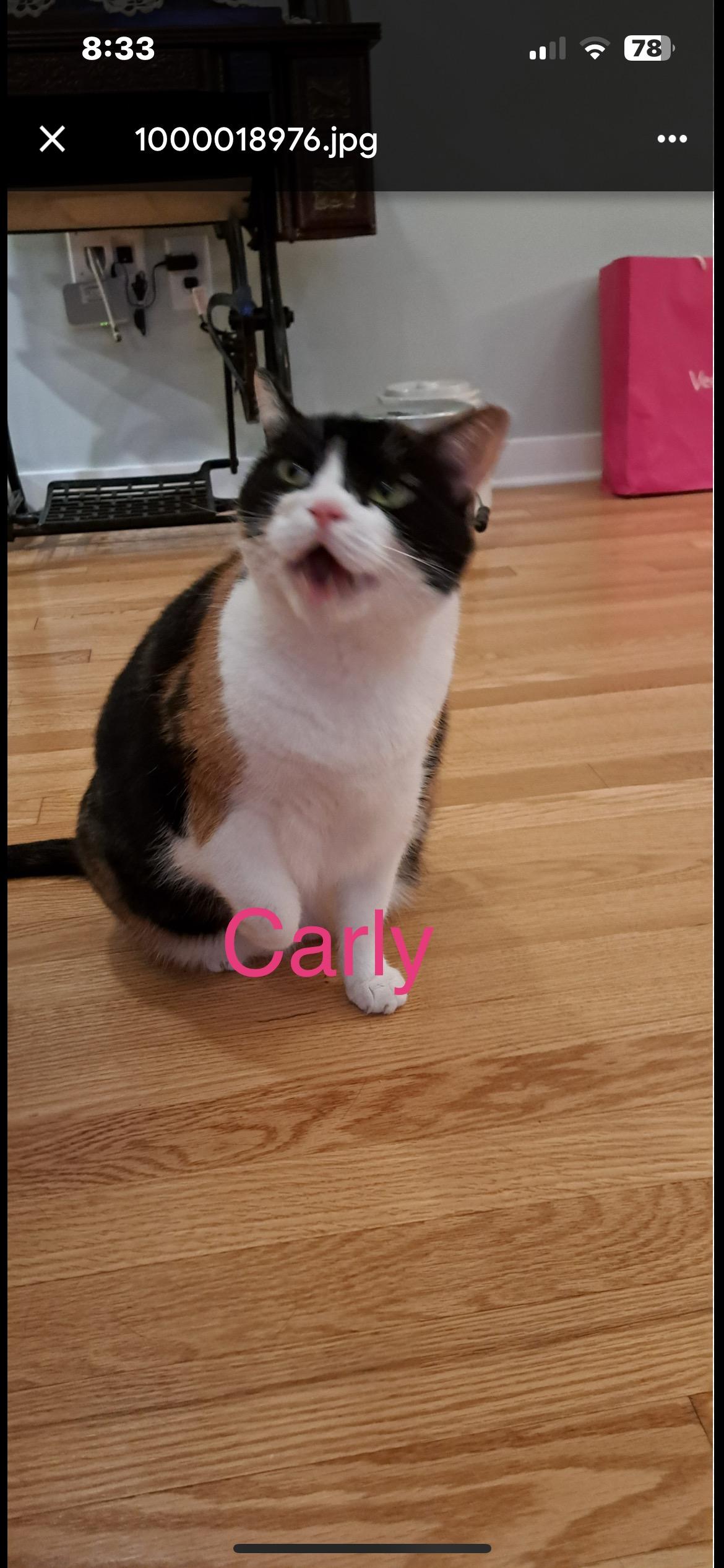 Enlarge Carly, a Adoptable Domestic Short Hair in Yardley, PA image 2/4