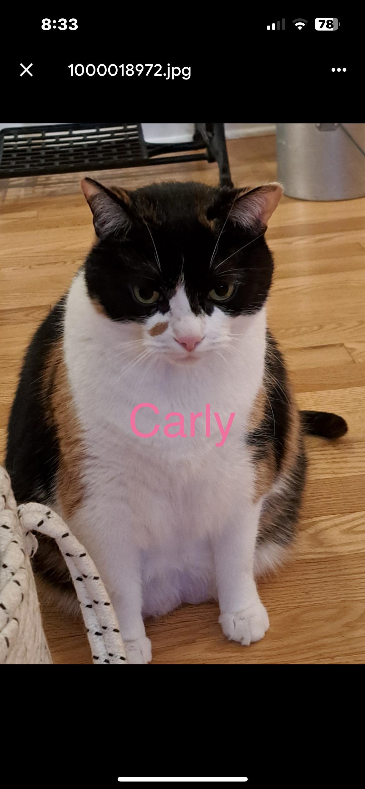 Enlarge Carly, a Adoptable Domestic Short Hair in Yardley, PA image 3/4