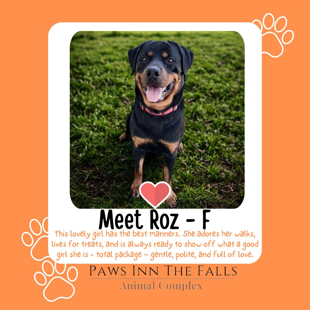 Enlarge Roz, a Adoptable Rottweiler in Wheatfield, NY image 1/1
