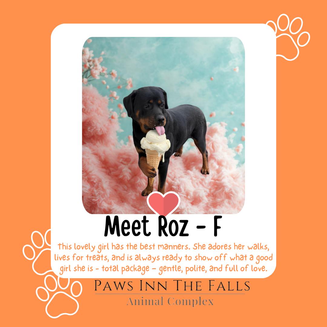 Roz, ADOPTABLE, Adult Female Rottweiler.