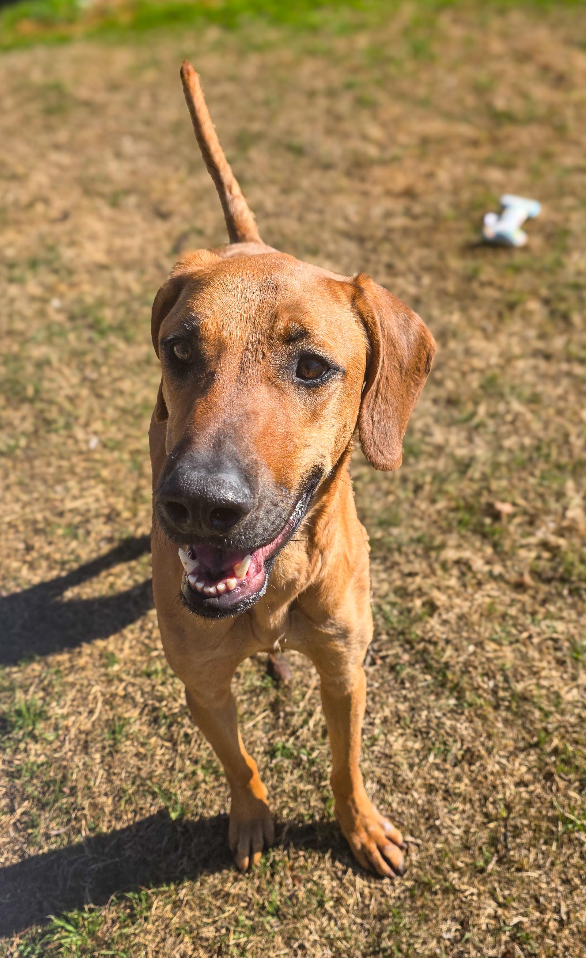 Enlarge Brownie , a Adoptable mixed breed in Port Chester, NY image 4/6