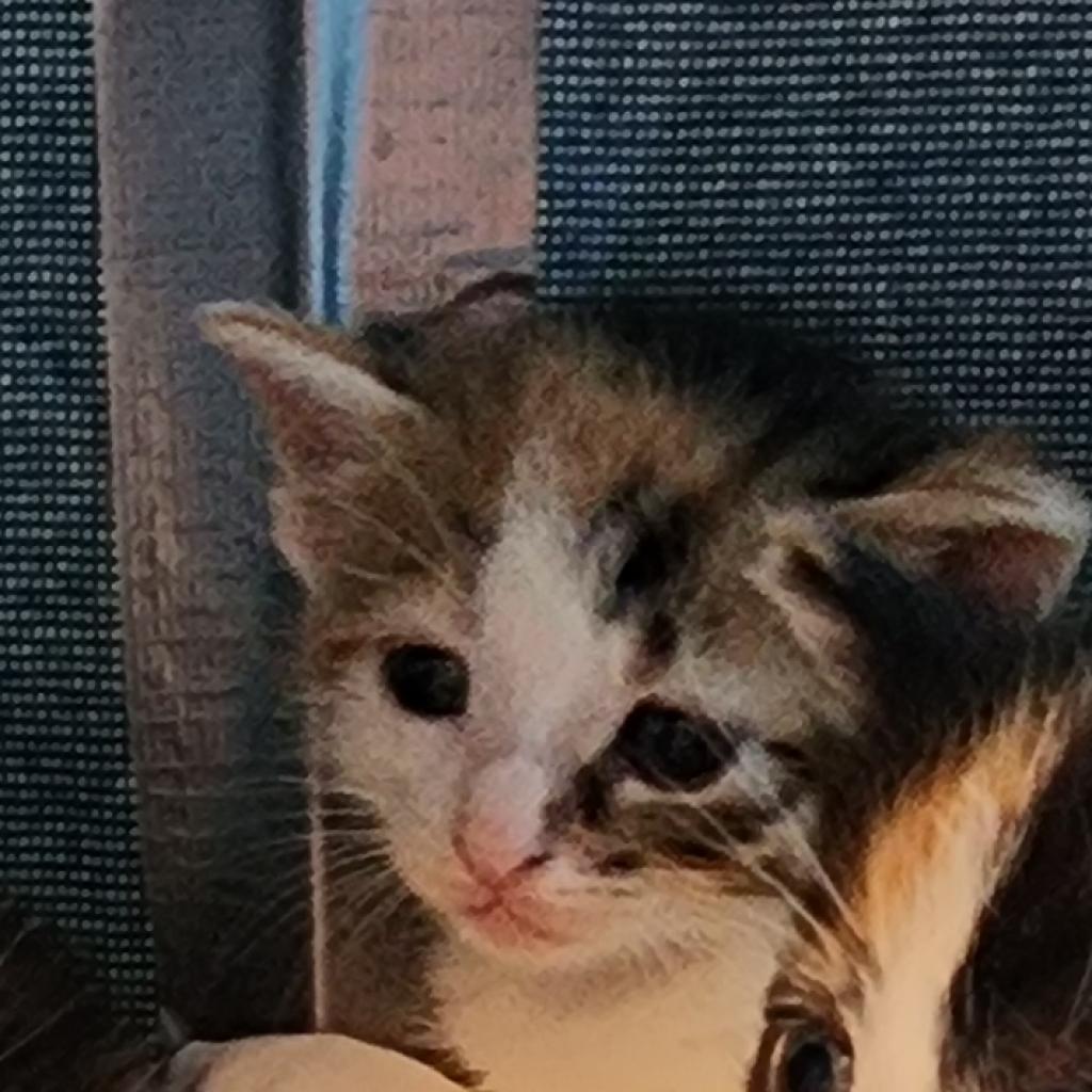 Krissy, Adoptable, Adult Female Domestic Short Hair.